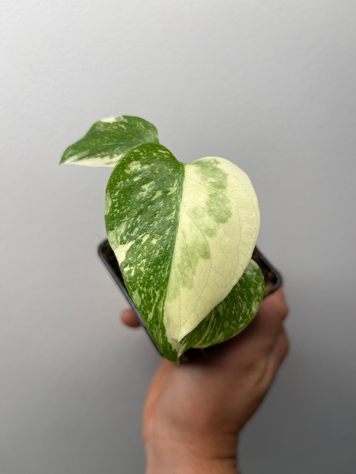 Monstera Thai Constellation Crème Brûlée - Rare Monstera