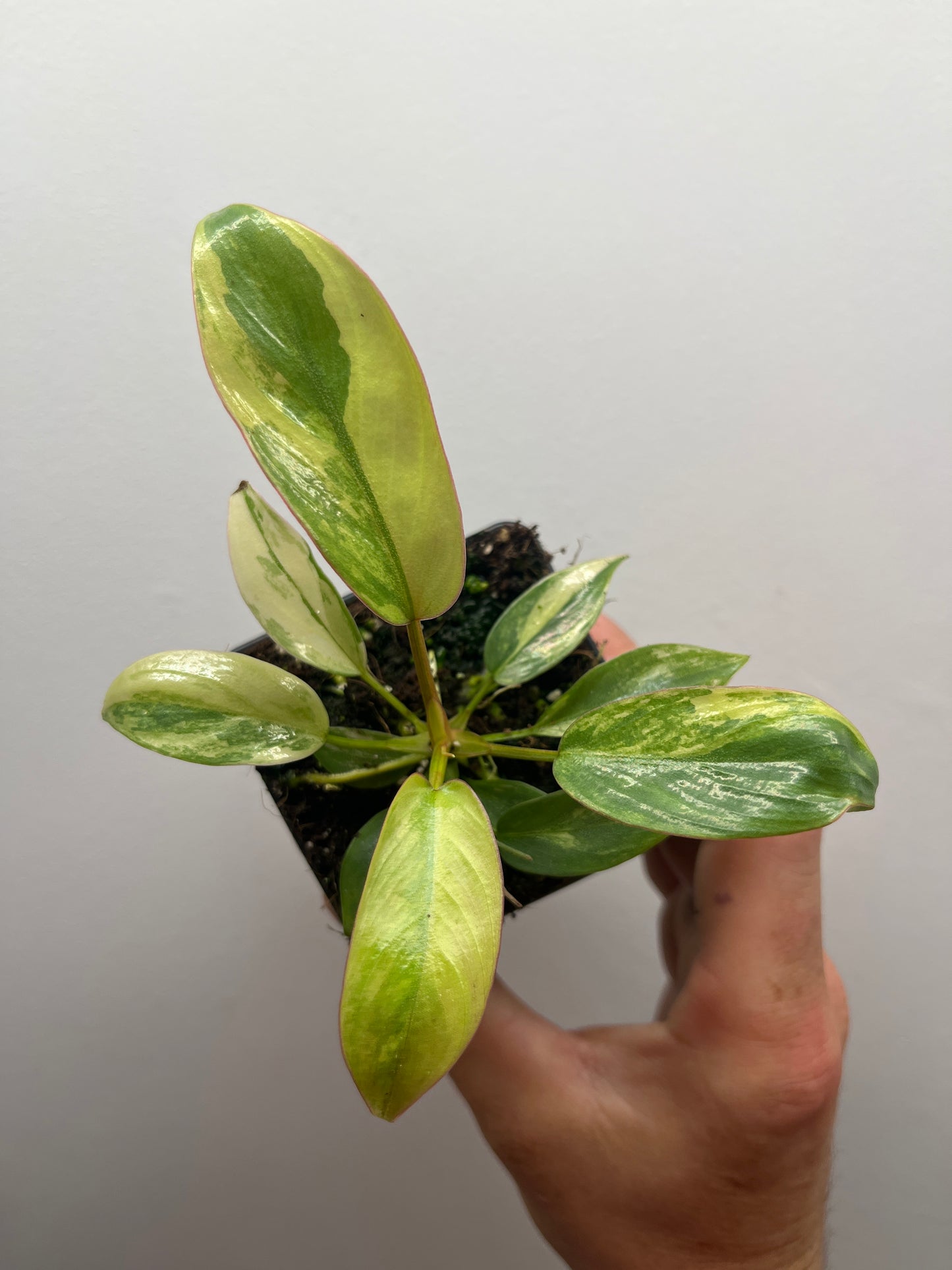 Philodendron Atabapoense Pink Variegated #1