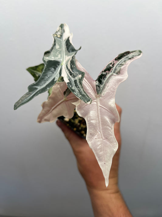 Alocasia Sanderiana 'Nobilis' Pink variegated #4