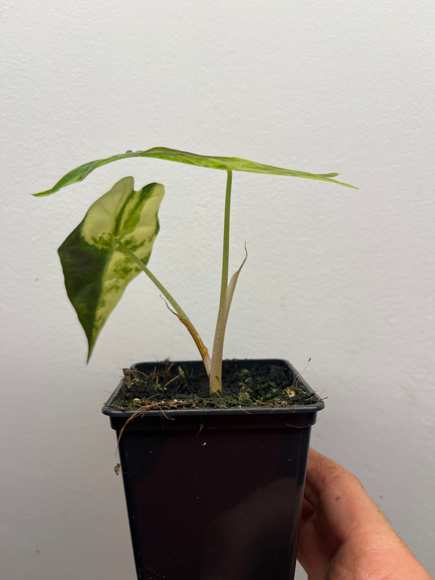 Alocasia Amazonica aurea variegated #1