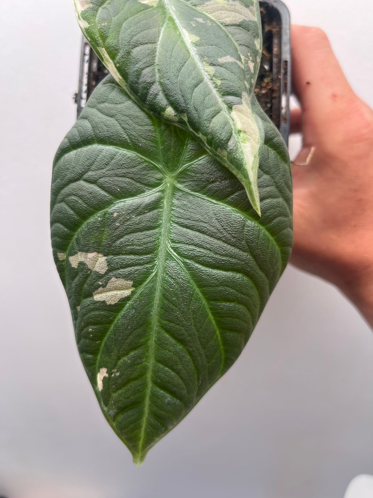 Alocasia Maharani albo variegated #1