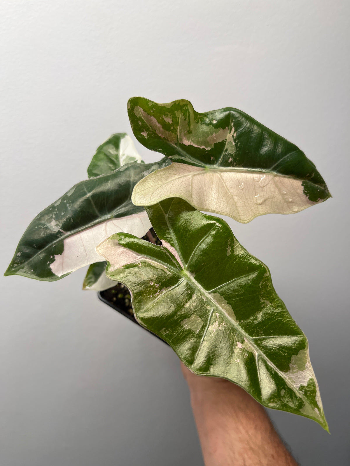 Alocasia Pseudo Sanderiana Pink Variegated - Rare Aroid #2