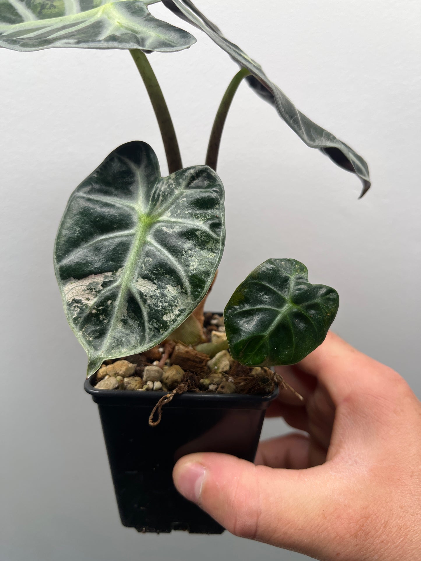 Alocasia Balloon heart variegated #4
