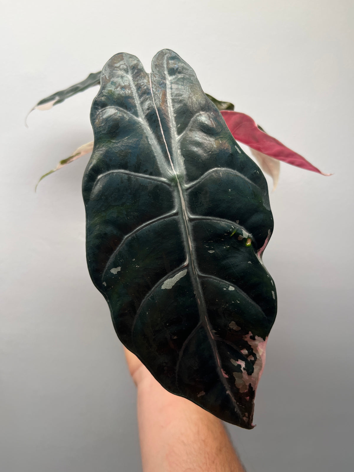 Alocasia Chantrieri Pink Variegated - Rare Variegated Aroid #2