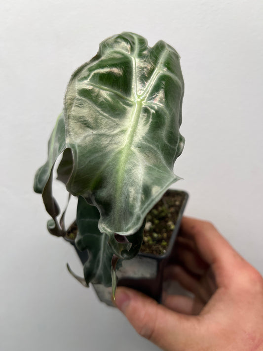 Alocasia Venom