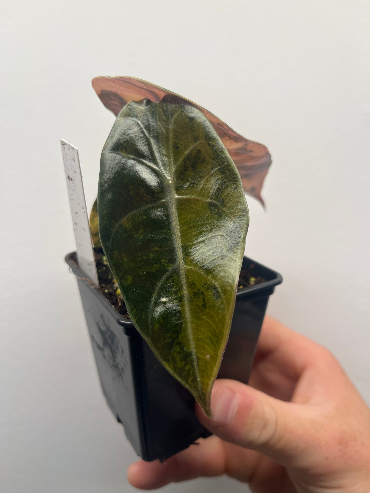 Alocasia Sedenii aurea variegated #1