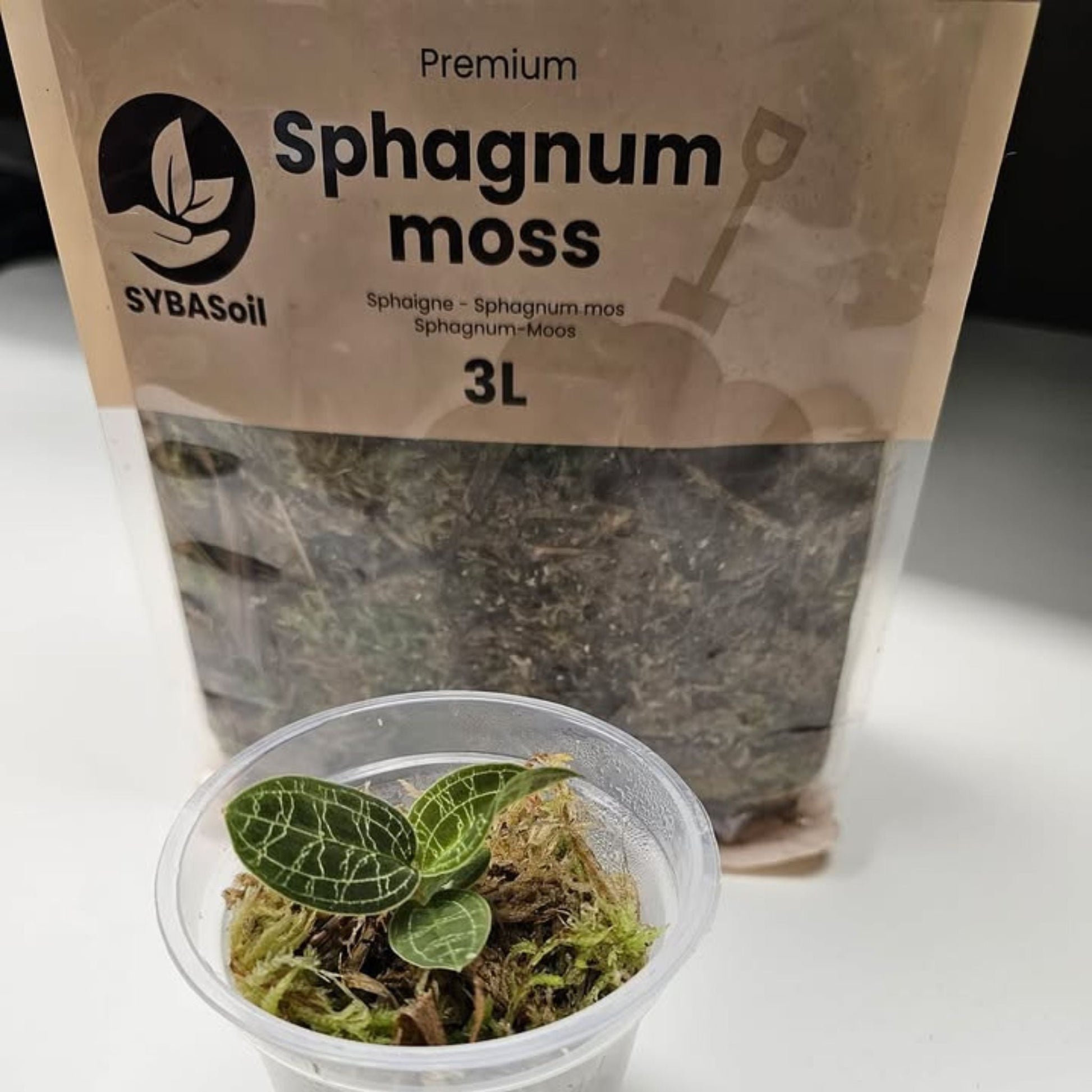 Sybotanica Sphagnum Moss
