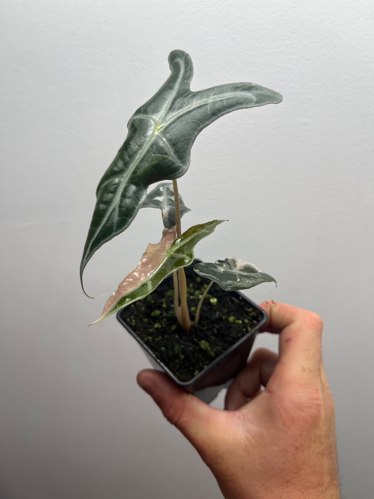 Alocasia Sanderiana 'Nobilis' Pink variegated #2