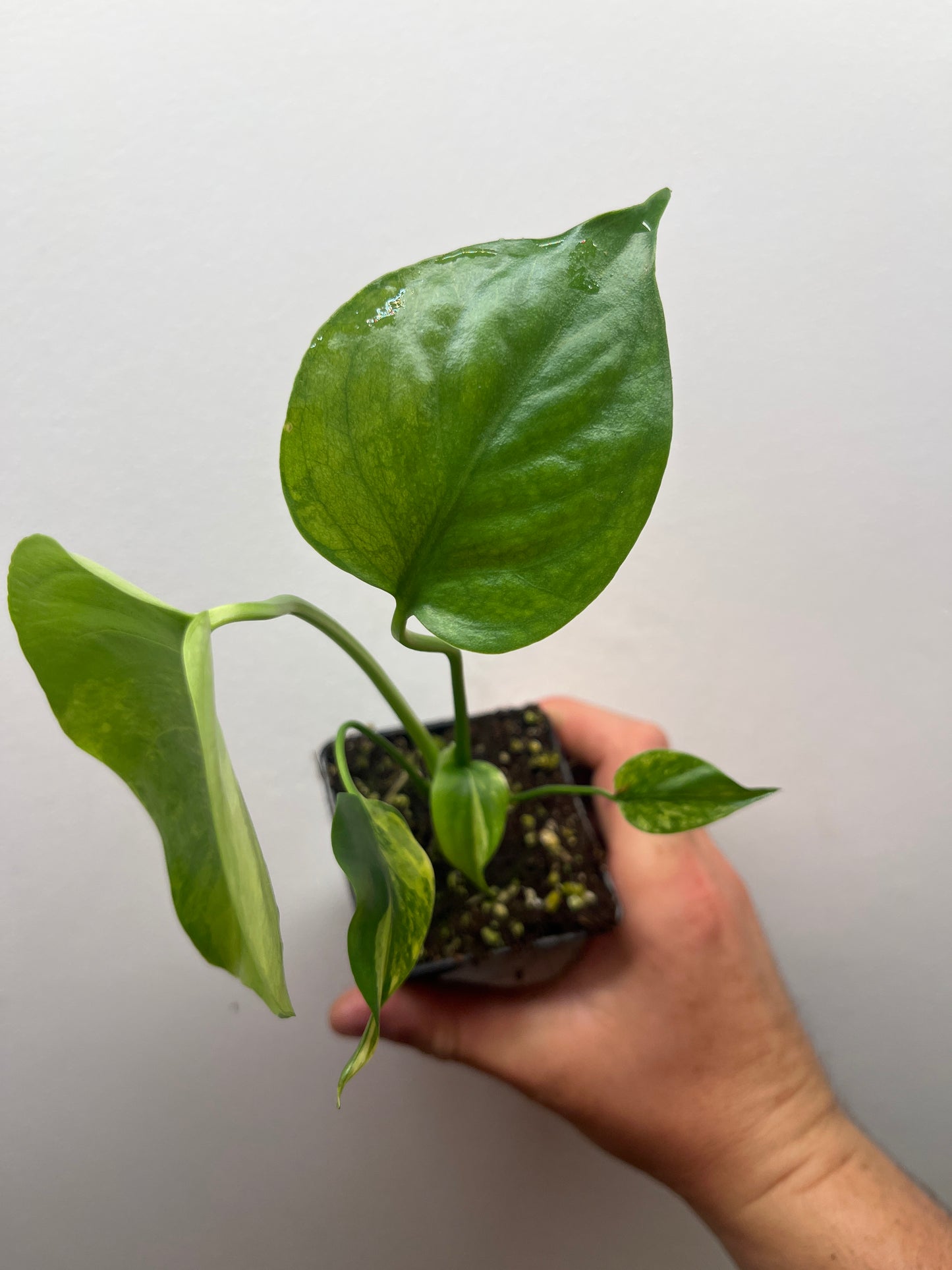 Monstera Deliciosa Yellow Marilyn #2