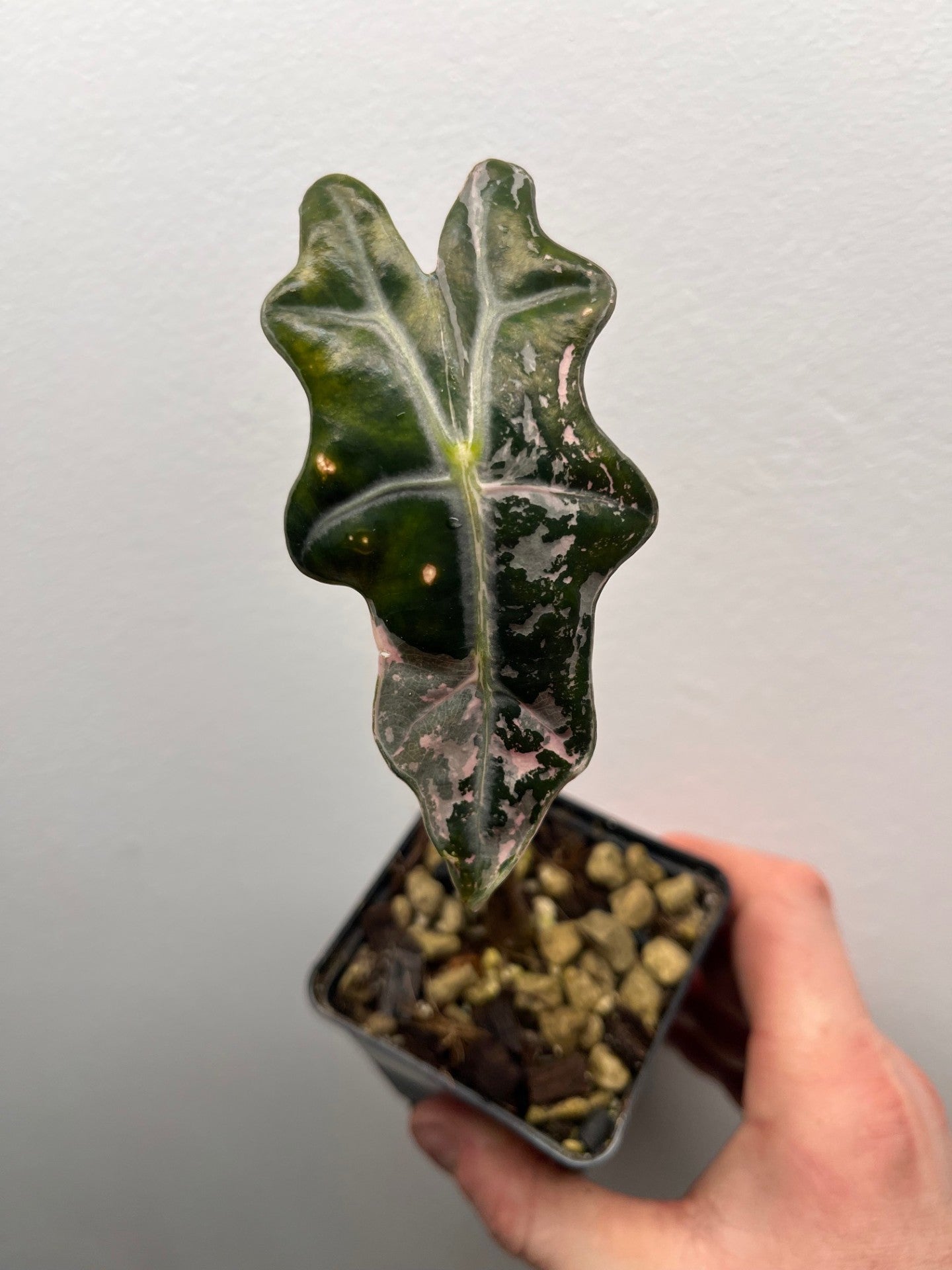 Alocasia Sanderiana 'Nobilis' Pink variegated