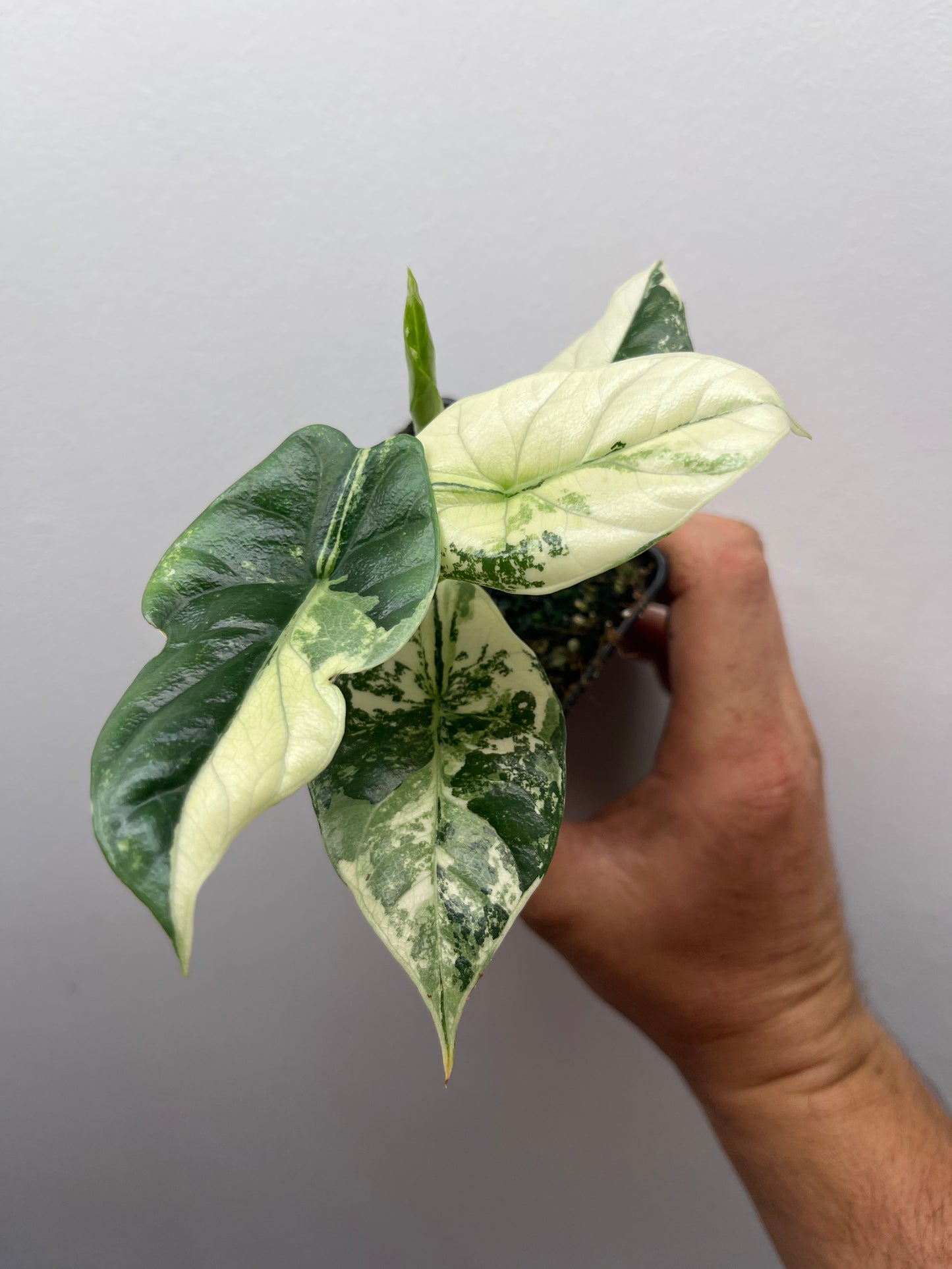 Alocasia Sinuata albo variegated #1