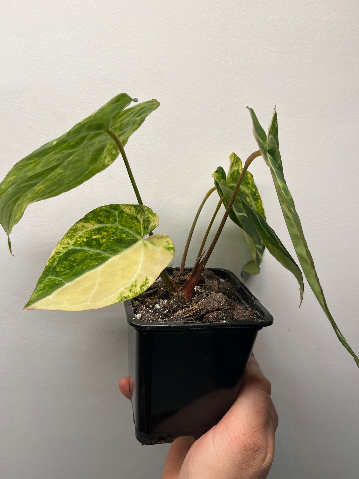 Anthurium Crystallinum Variegated - Rare Variegated Houseplant