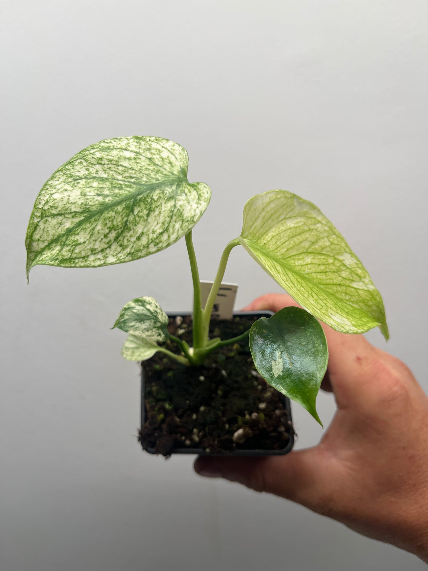 Monstera Deliciosa White Monster