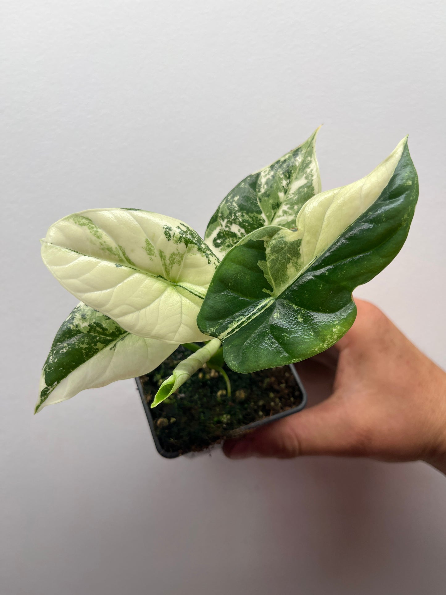 Alocasia Sinuata albo variegated #1