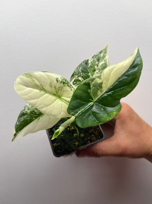 Alocasia Sinuata albo variegated #1