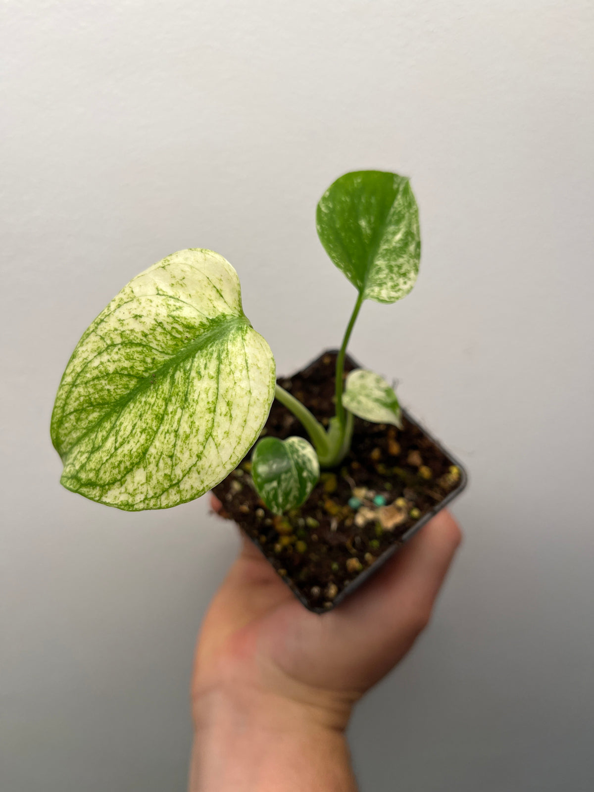 Monstera Deliciosa Star Shadow - Rare Variegated Monstera