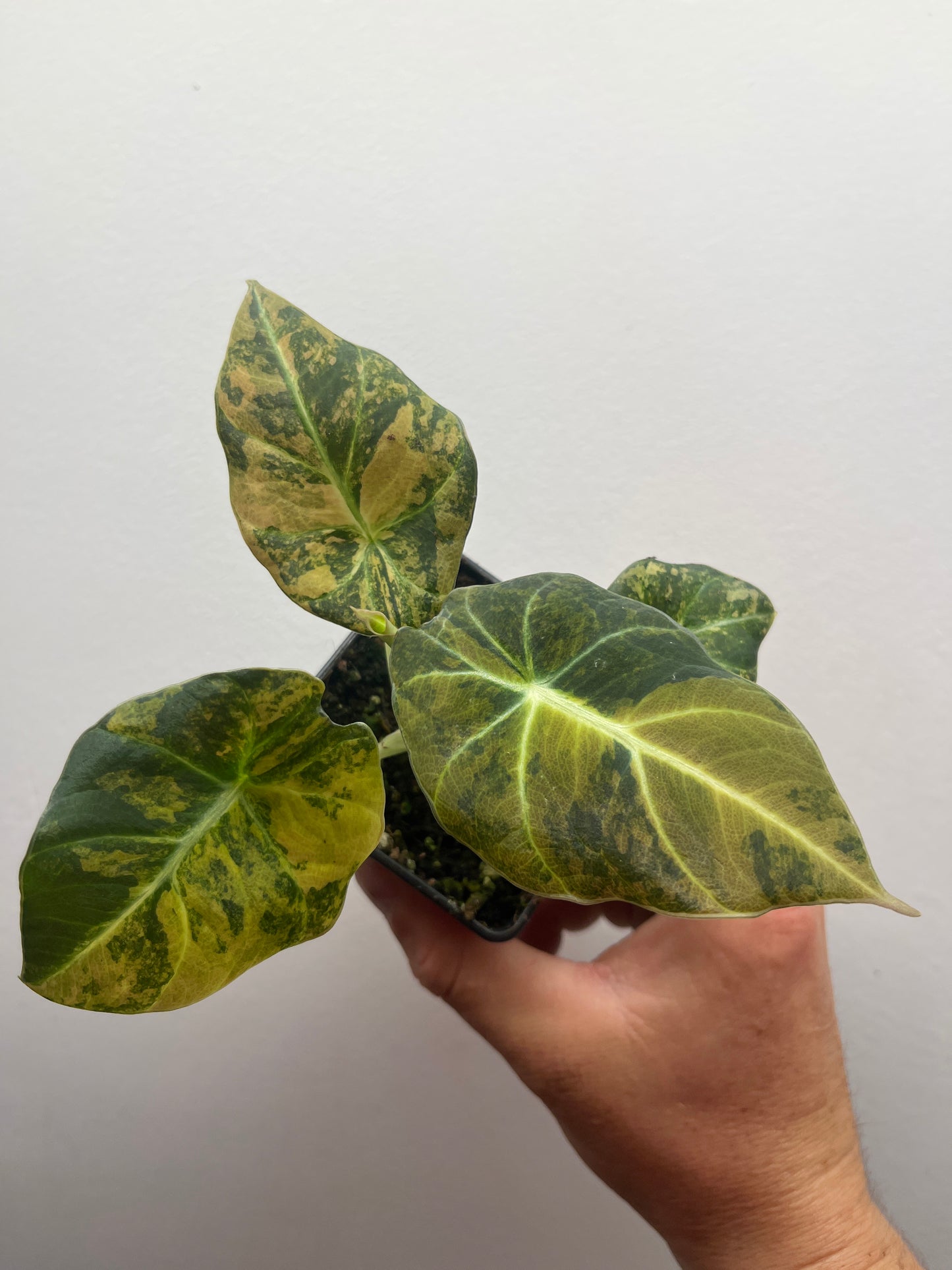 Alocasia Black velvet aurea variegated