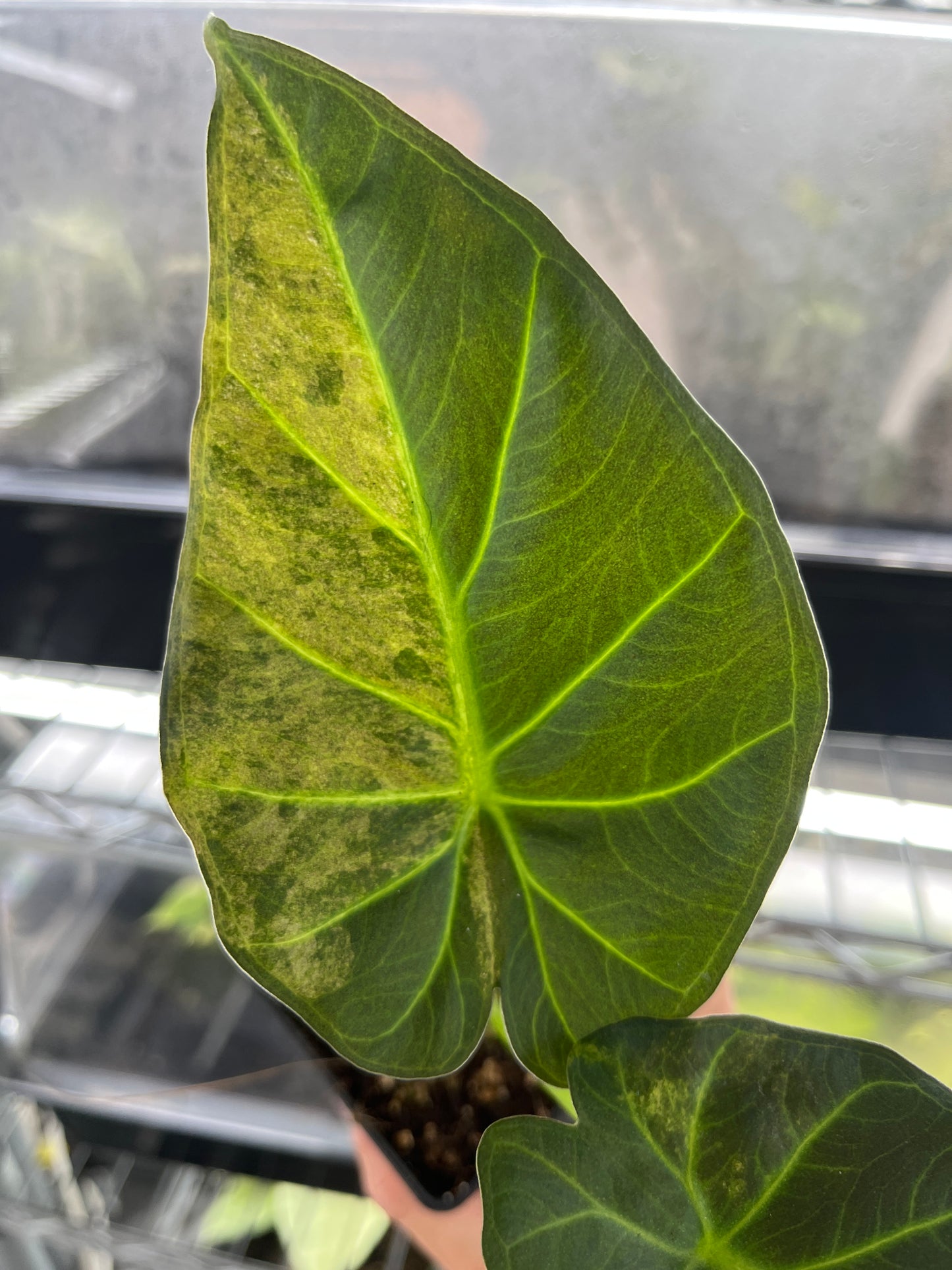 Alocasia Regal shields aurea variegated #1
