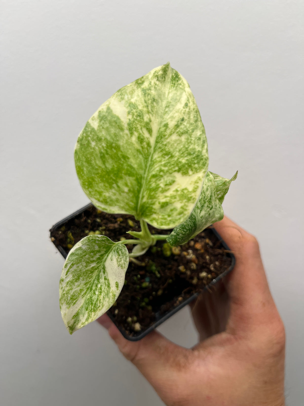 Monstera Deliciosa Legacy - Rare Variegated Monstera
