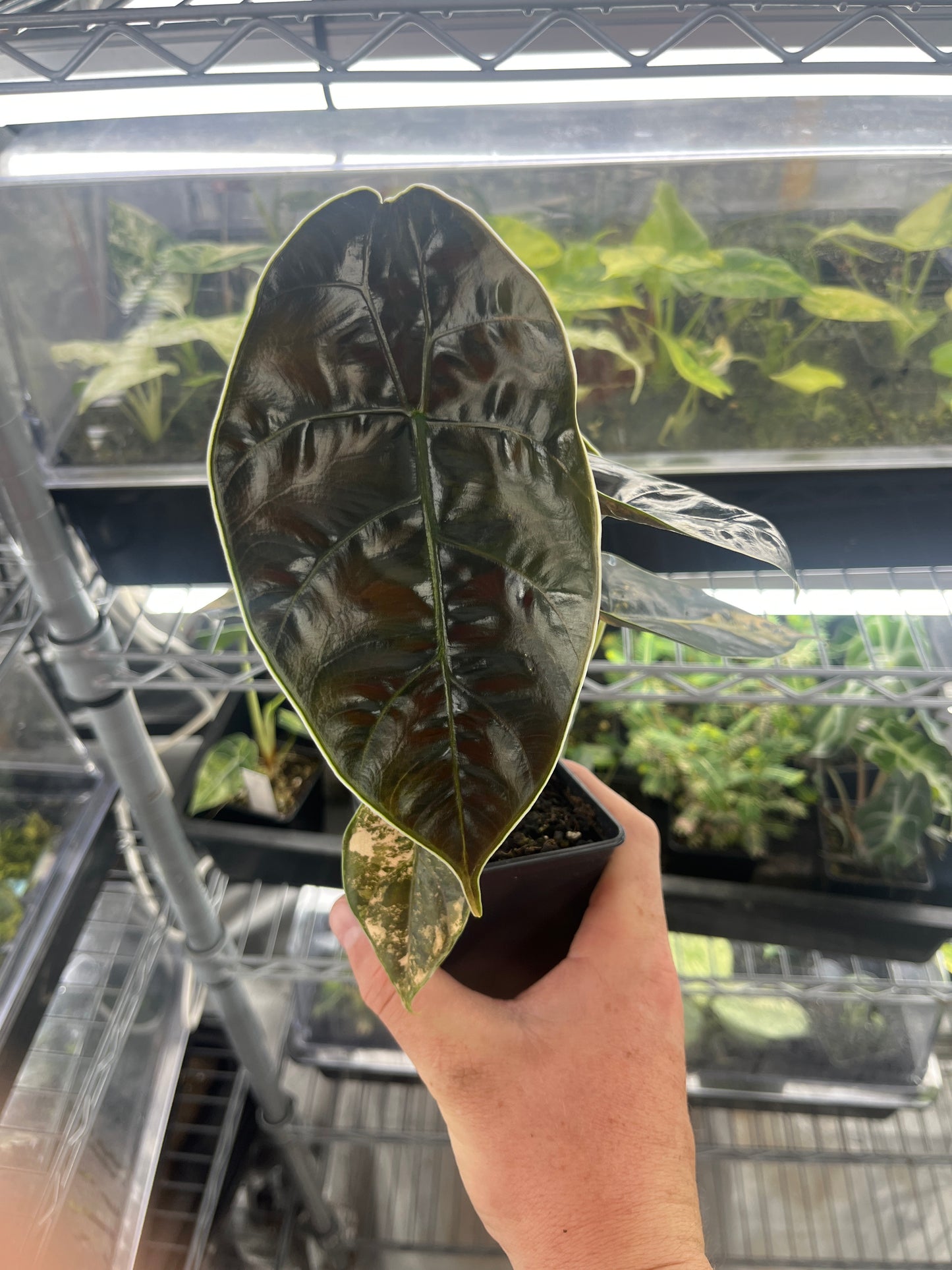 Alocasia Azlanii aurea variegated #4