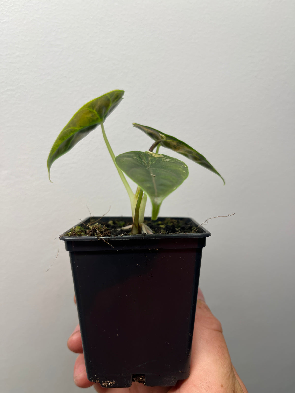 Alocasia Azlanii Aurea Variegated - Rare Aroid #1