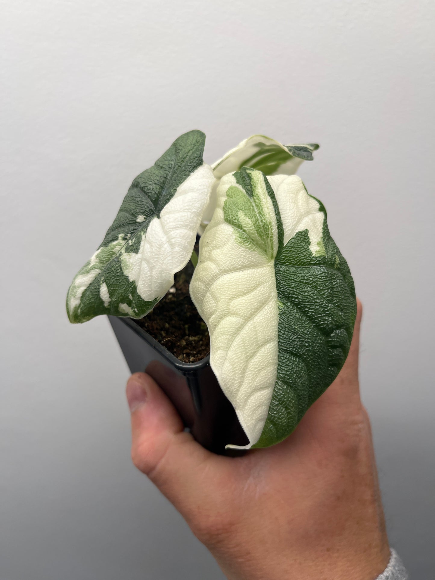 Alocasia Melo albo variegated #6