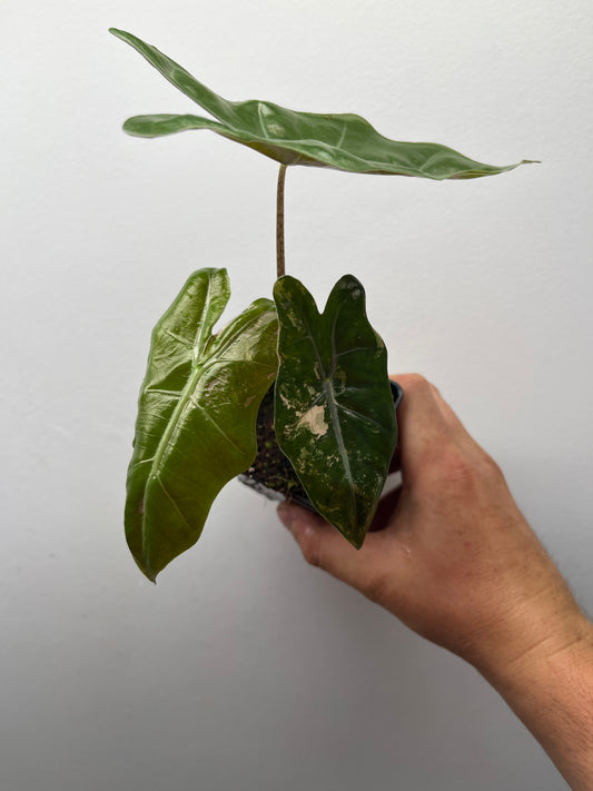 Alocasia pseudo Sanderiana pink variegated #5