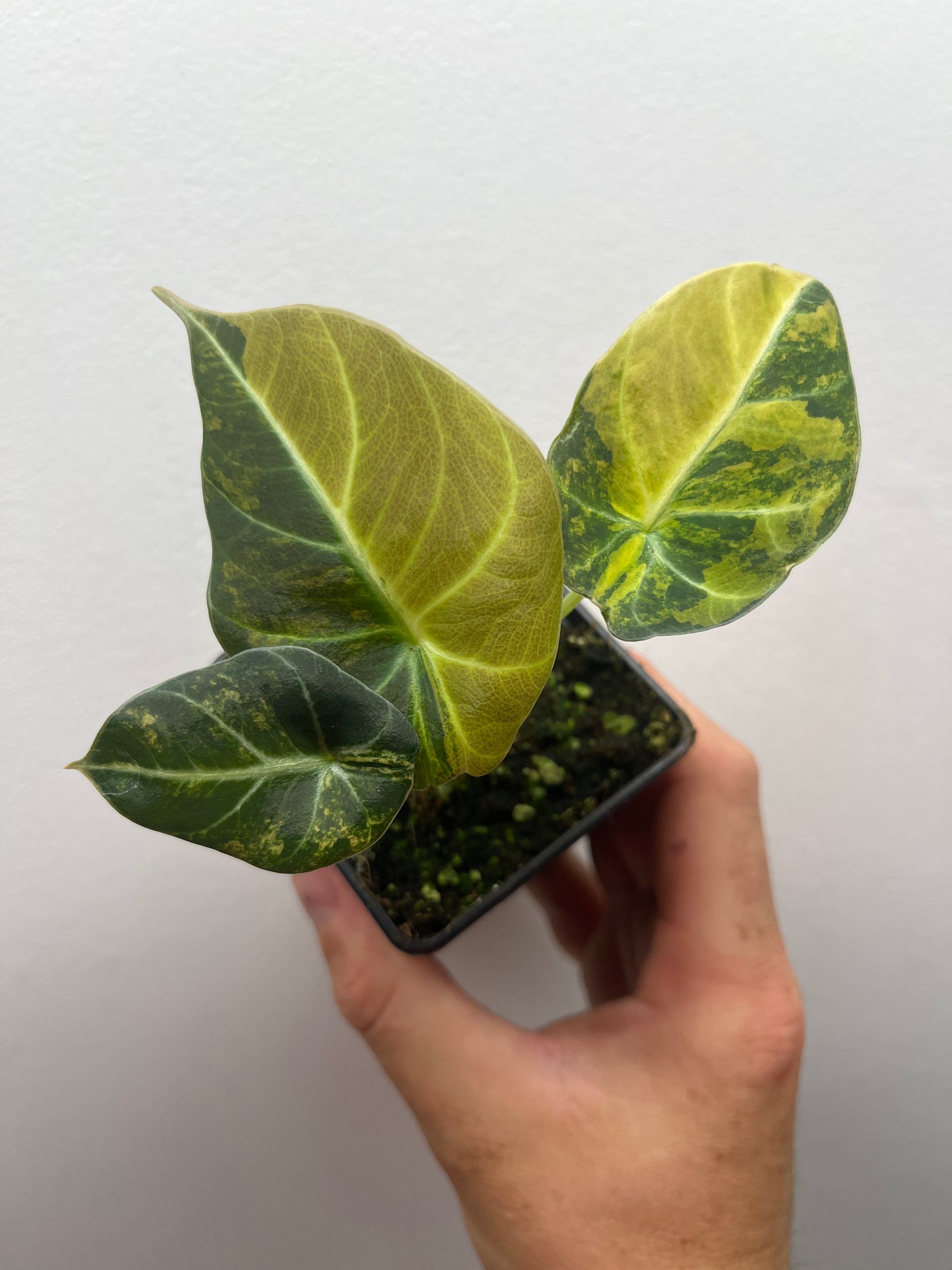 Alocasia Black velvet aurea variegated