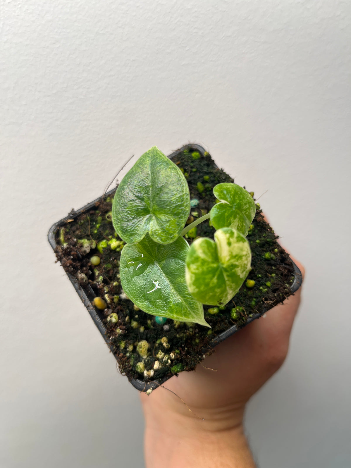 Alocasia Melo Gold Variegated - Rare Variegated Aroid