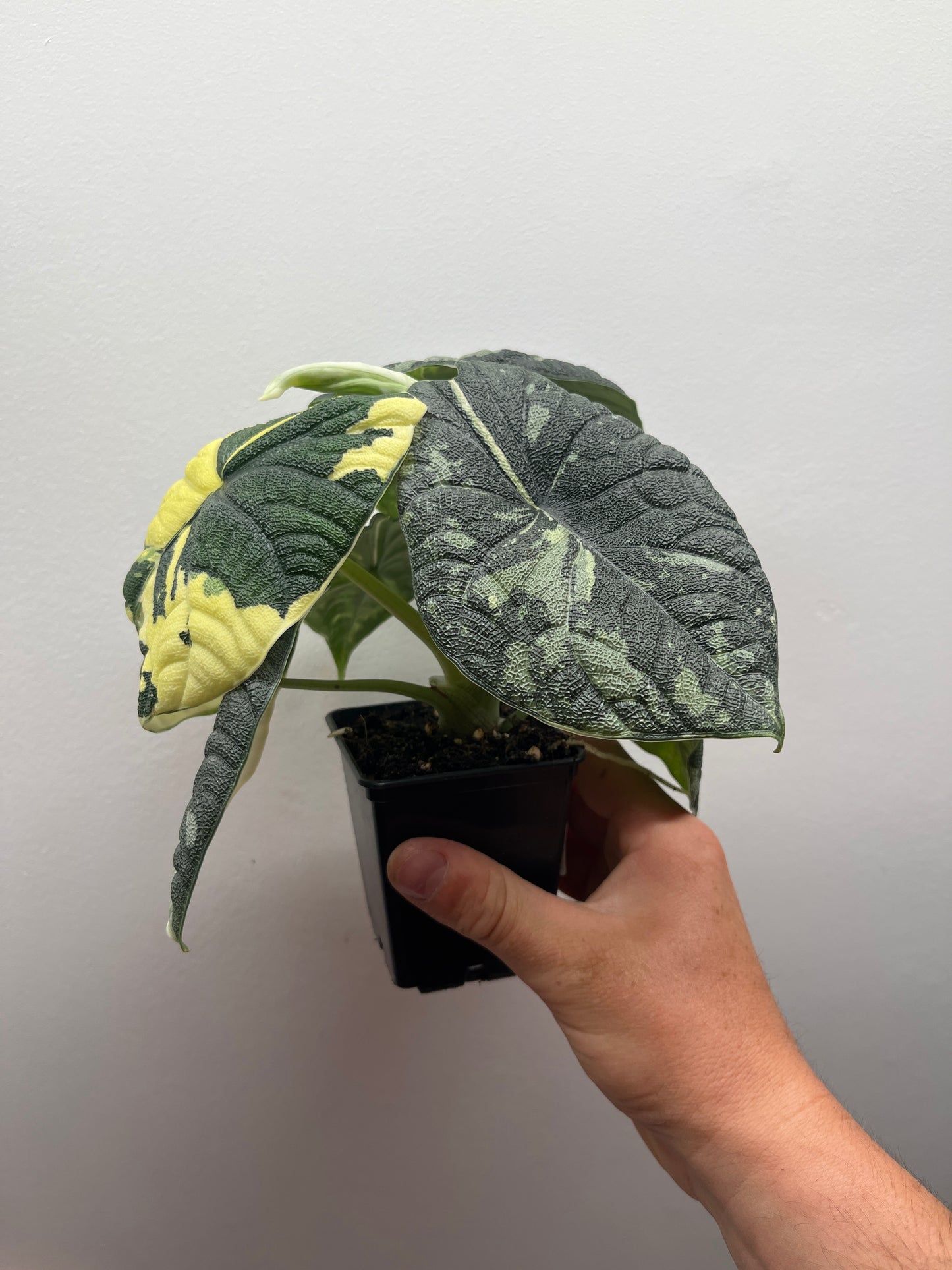 Alocasia Melo albo variegated mature plant #1