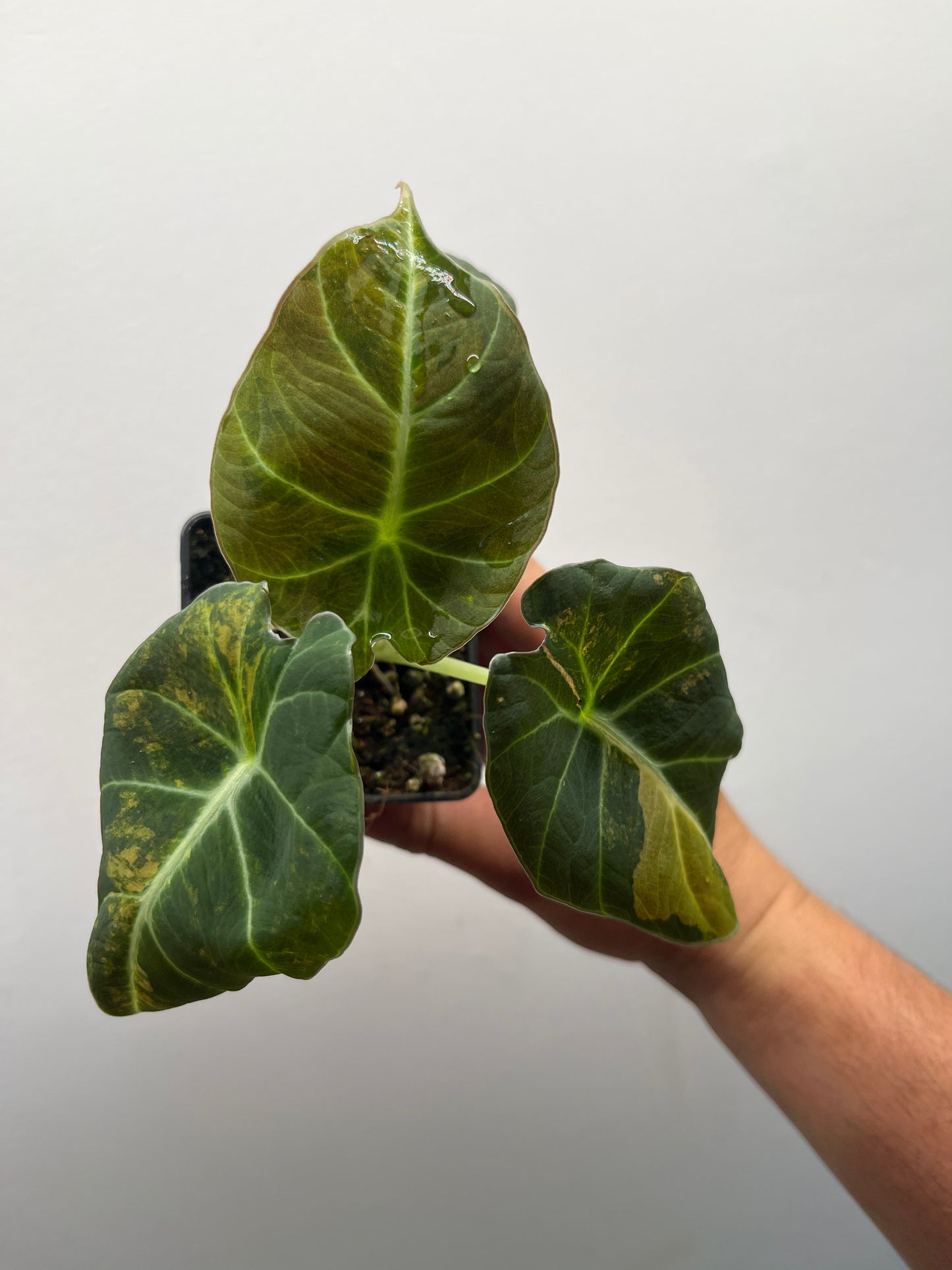 Alocasia Black velvet aurea variegated