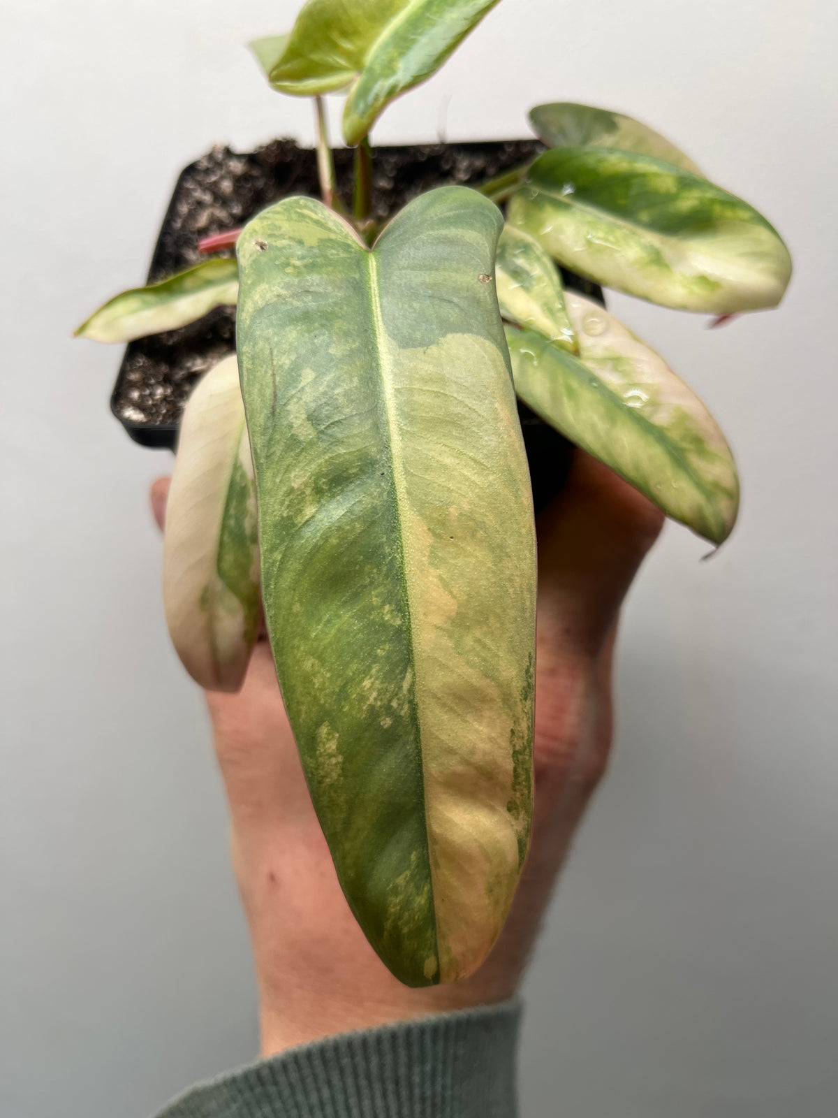 Philodendron Atabapoense Pink Variegated - Rare Aroid