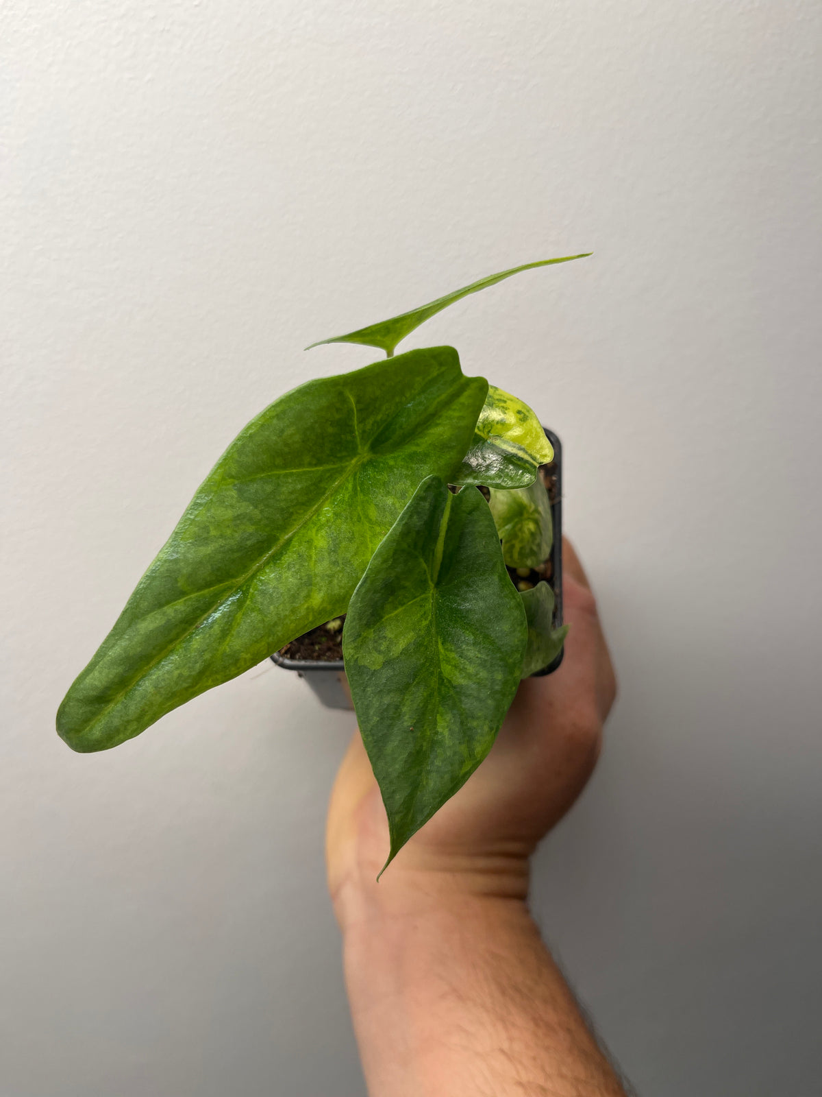 Alocasia Heterophylla 'Metallic Blue' Aurea Variegated