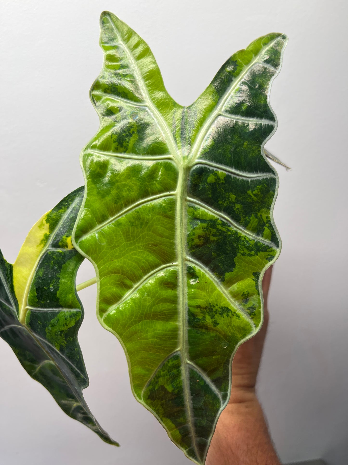 Alocasia Amazonica aurea variegated #3