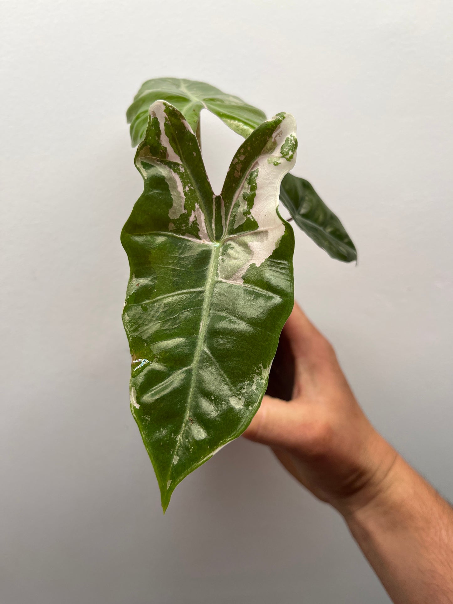 Alocasia pseudo Sanderiana pink variegated #6