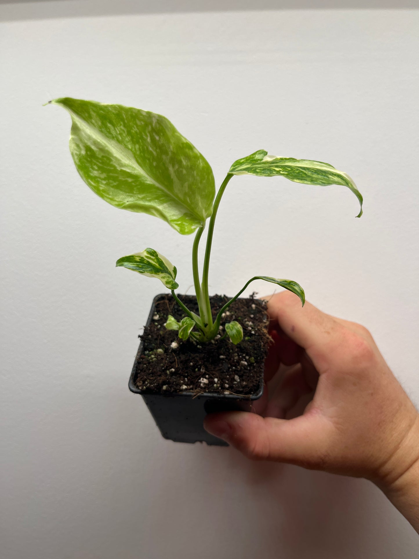 Monstera Deliciosa Electrolyte #1