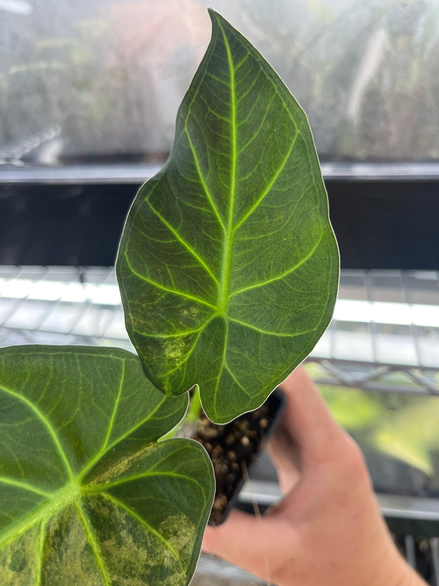 Alocasia Regal shields aurea variegated #1