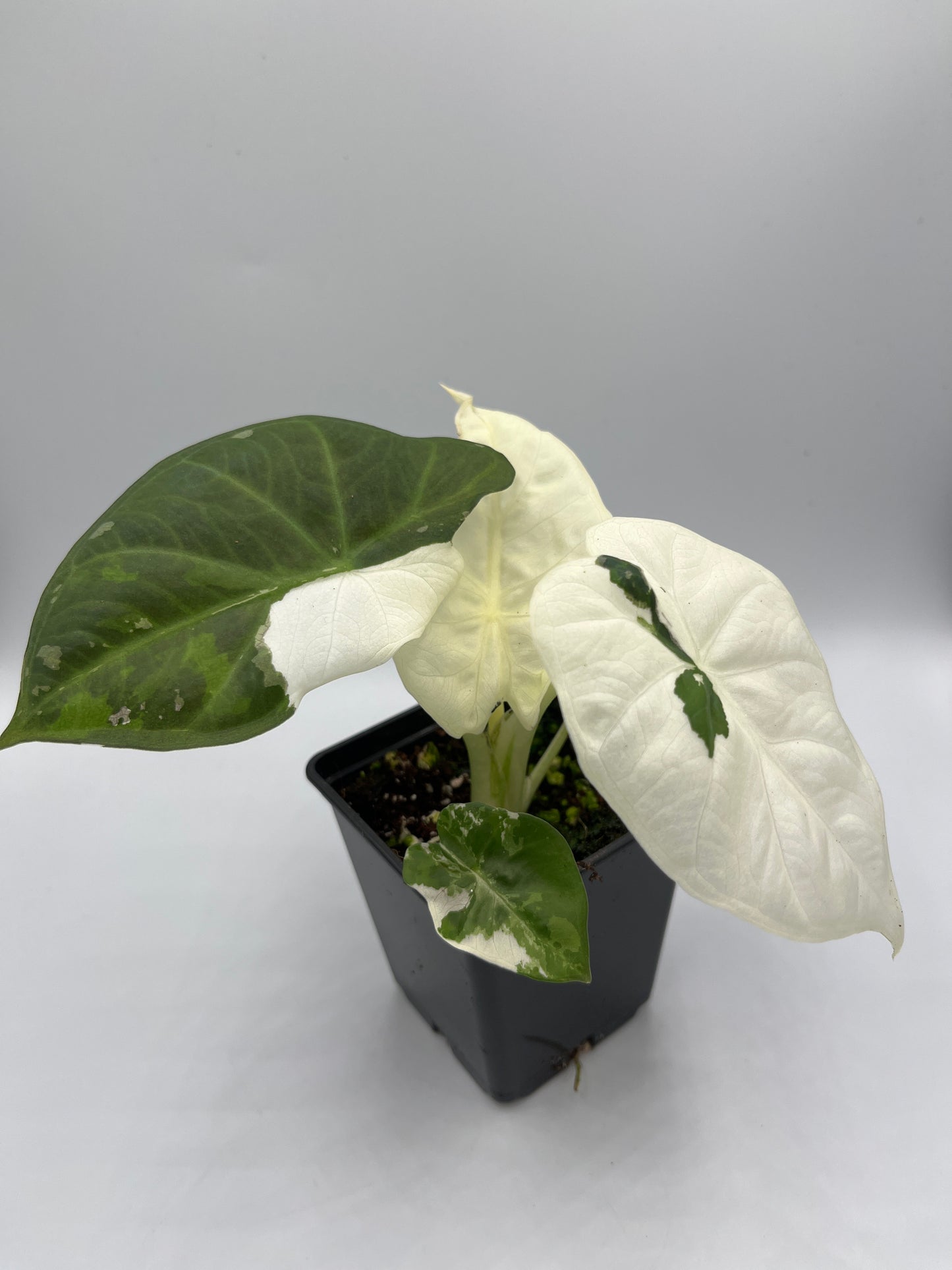 Alocasia Regal shields albo variegated #3