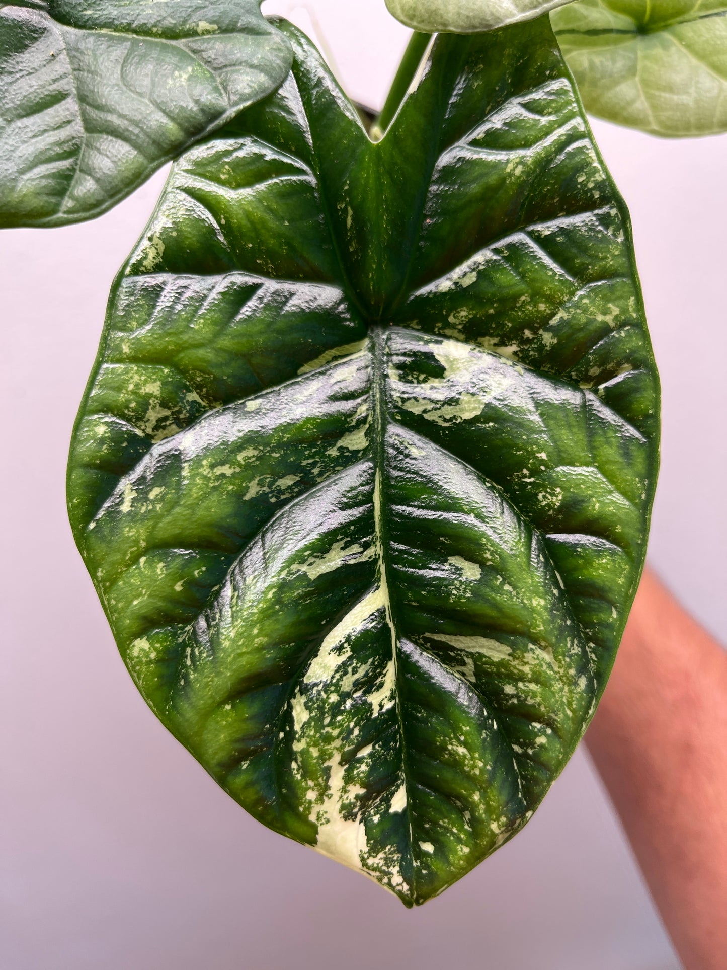 Alocasia Sinuata albo mint variegated #3