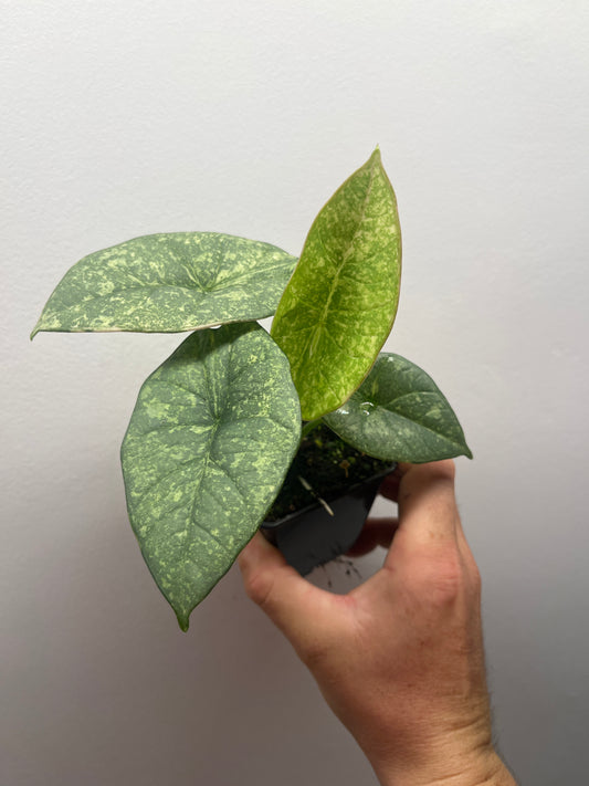 Alocasia Reginae Albo/Mint variegated #3