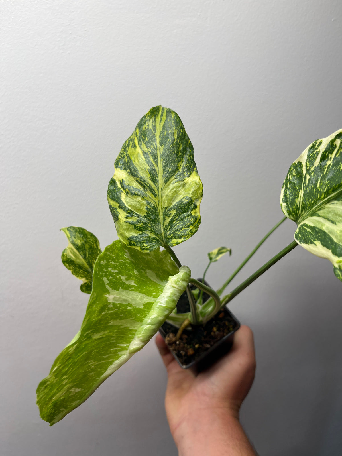 Monstera Deliciosa Electrolyte - Rare Variegated Monstera #1