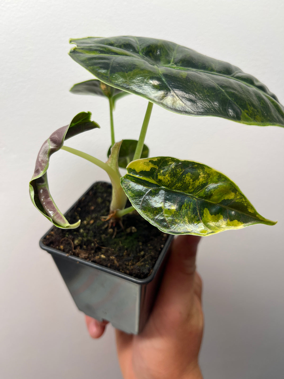 Alocasia Azlanii Aurea Variegated - Rare Aroid #3