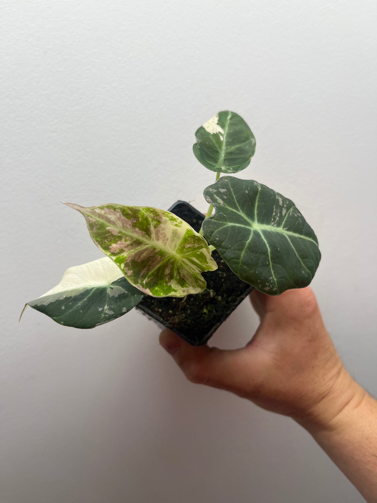 Alocasia Black velvet pink variegated