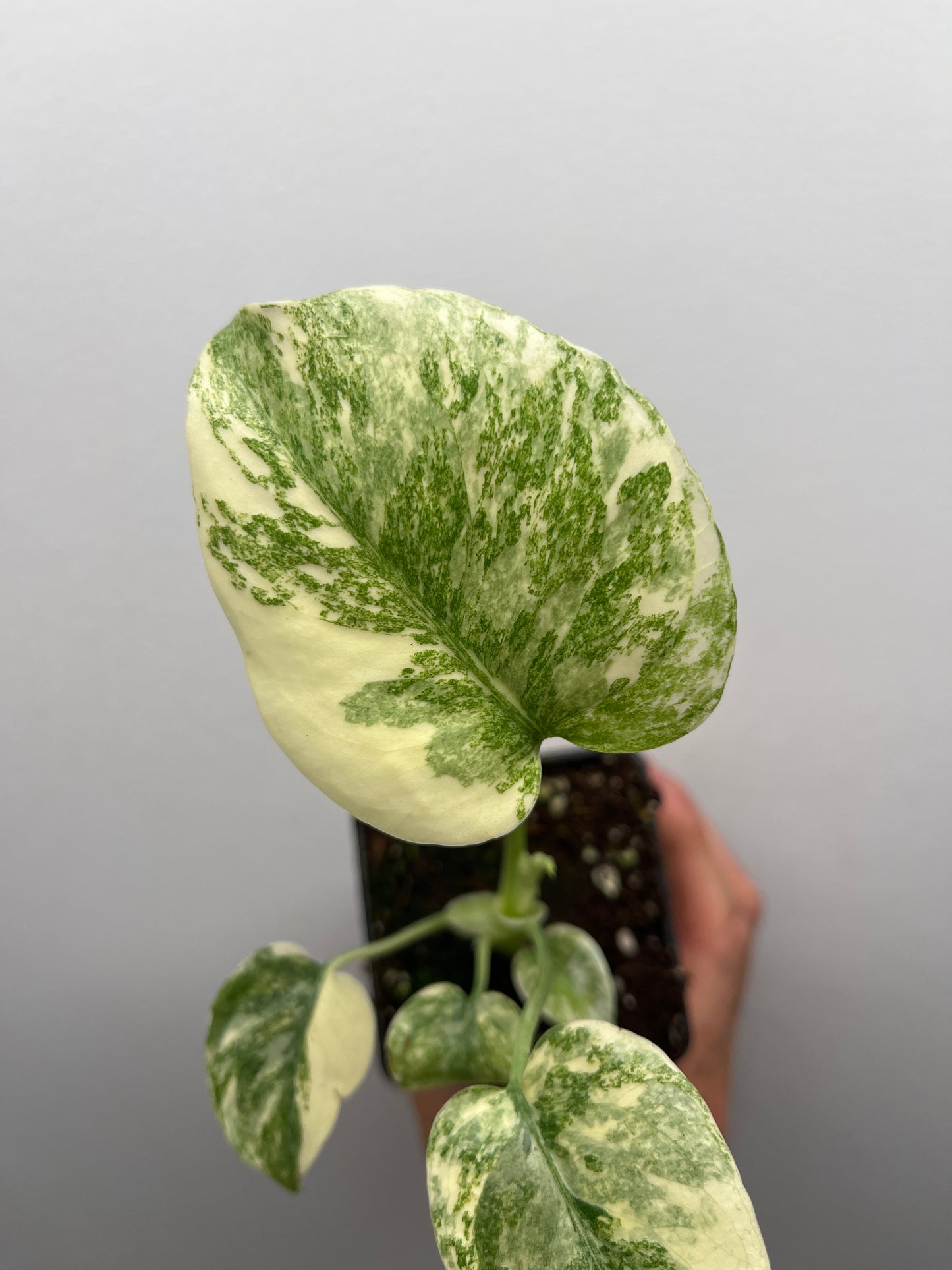 Monstera Deliciosa Green snow #1
