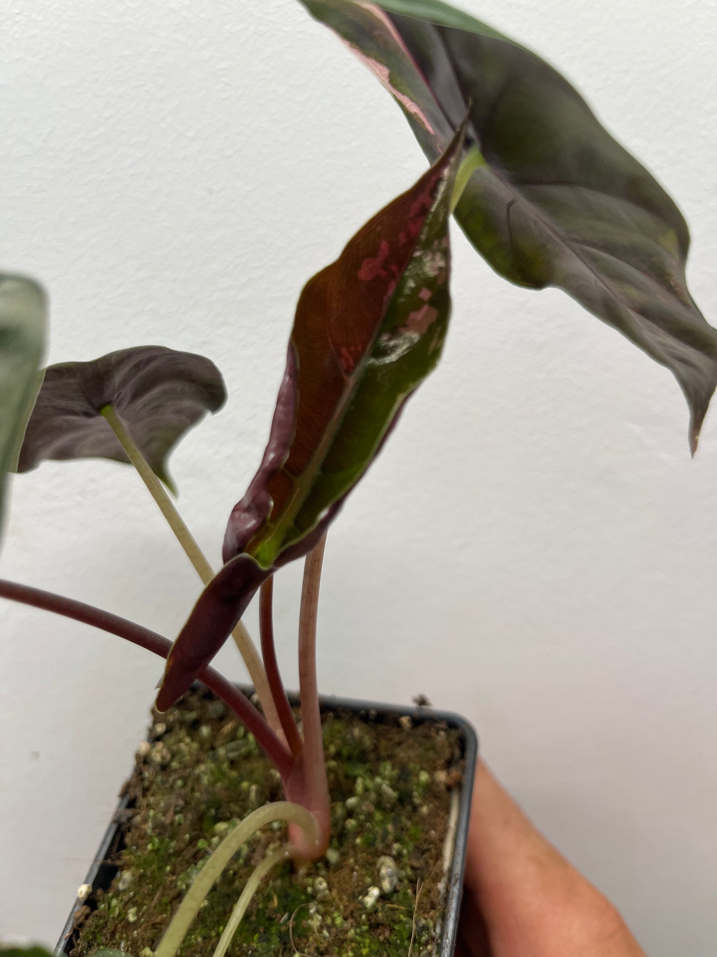 Alocasia Chantrieri pink variegated #4
