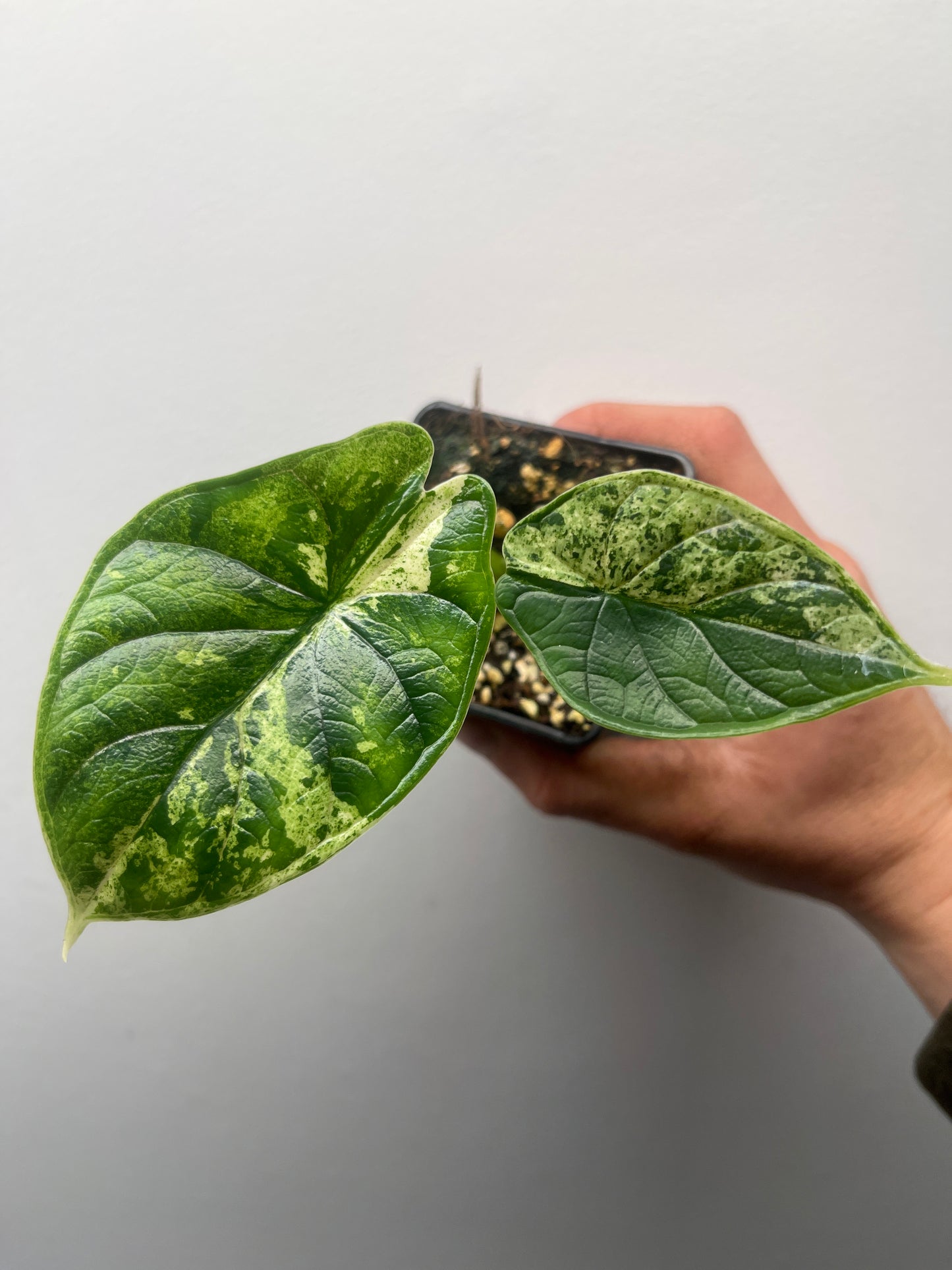 Alocasia Dragon scale mint variegated