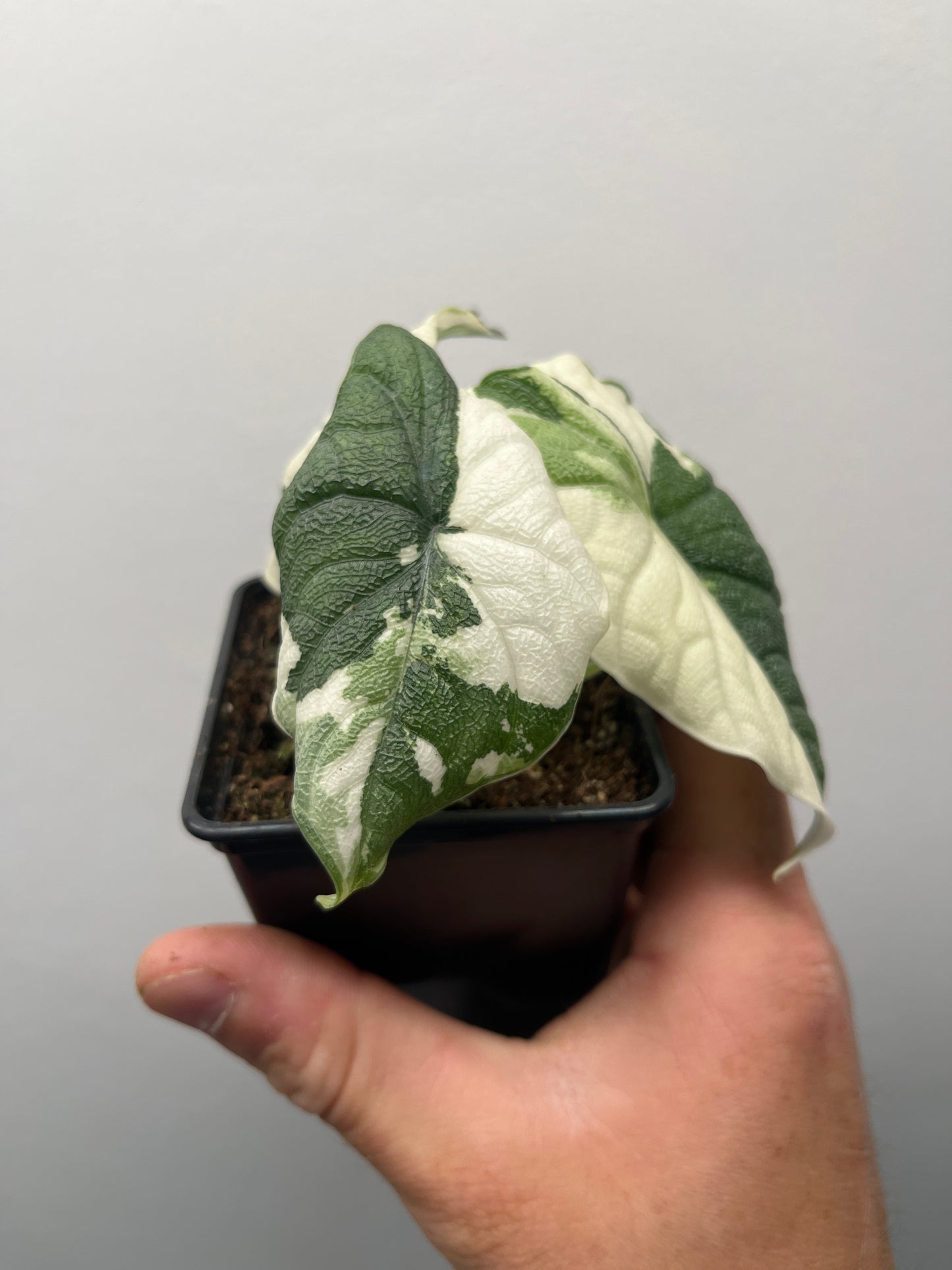 Alocasia Melo albo variegated #6