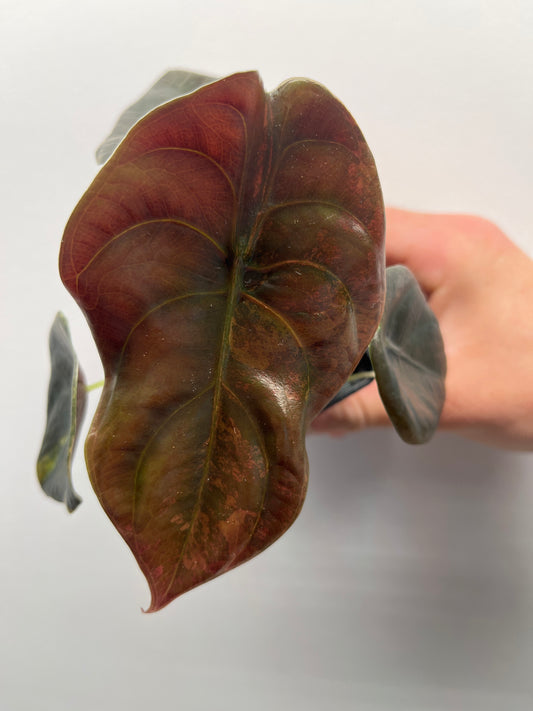 Alocasia Cuprea latte gold aurea variegated #6