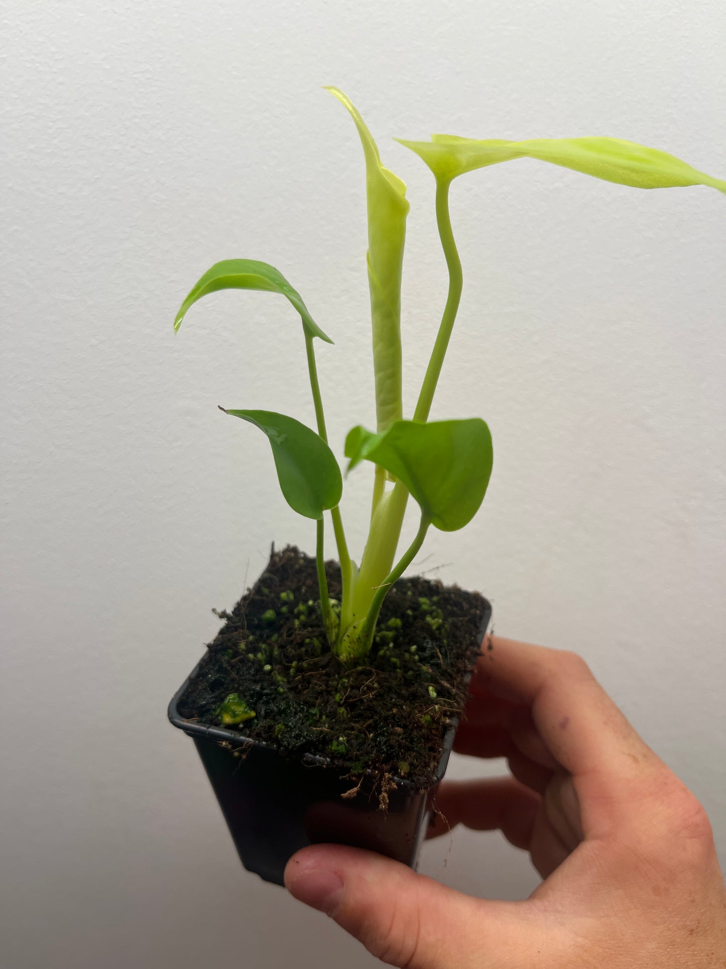 Monstera Deliciosa Lemon Lime Full Cheese Variegated #2