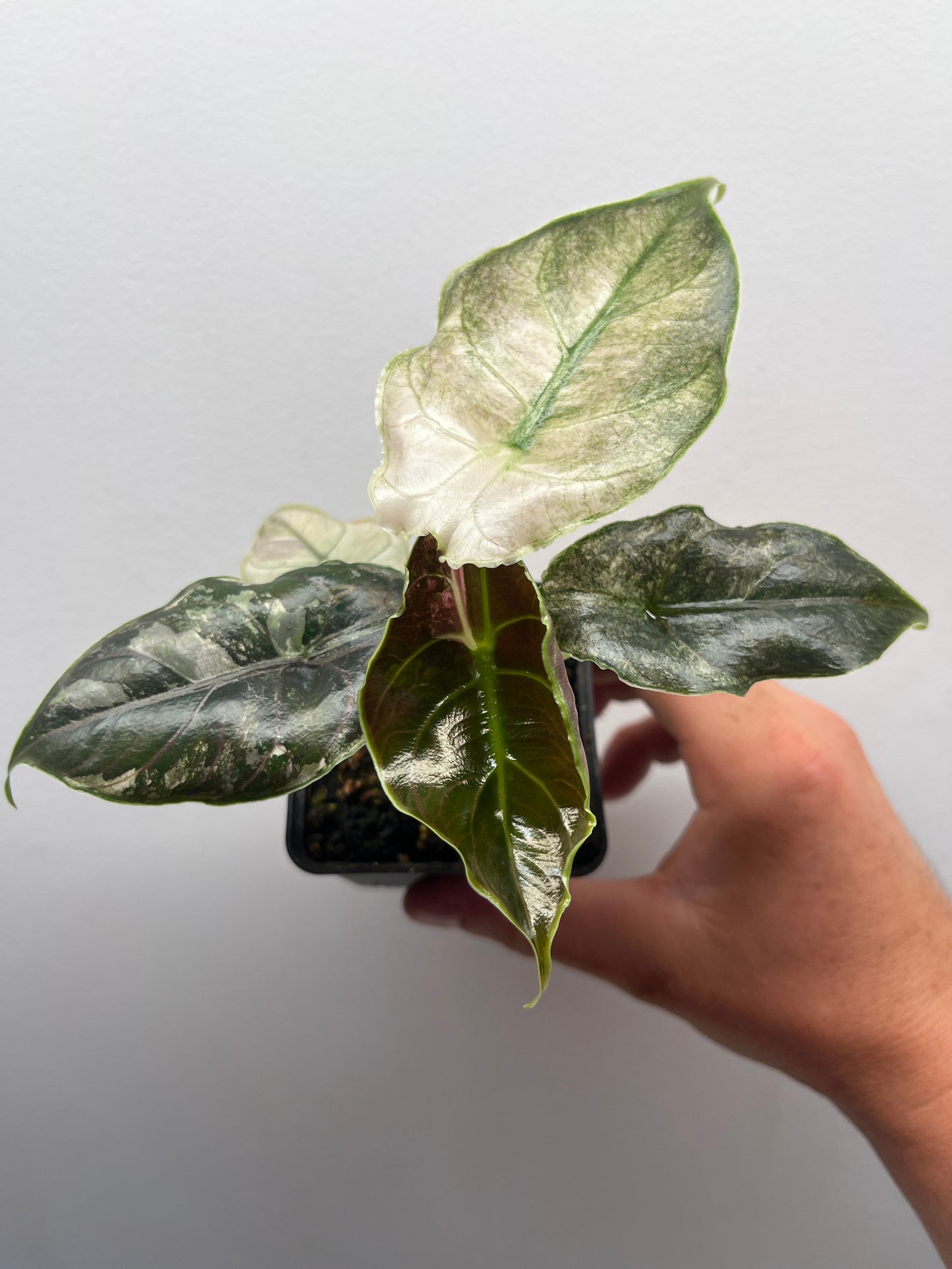 Alocasia Azlanii pink mint variegated #1